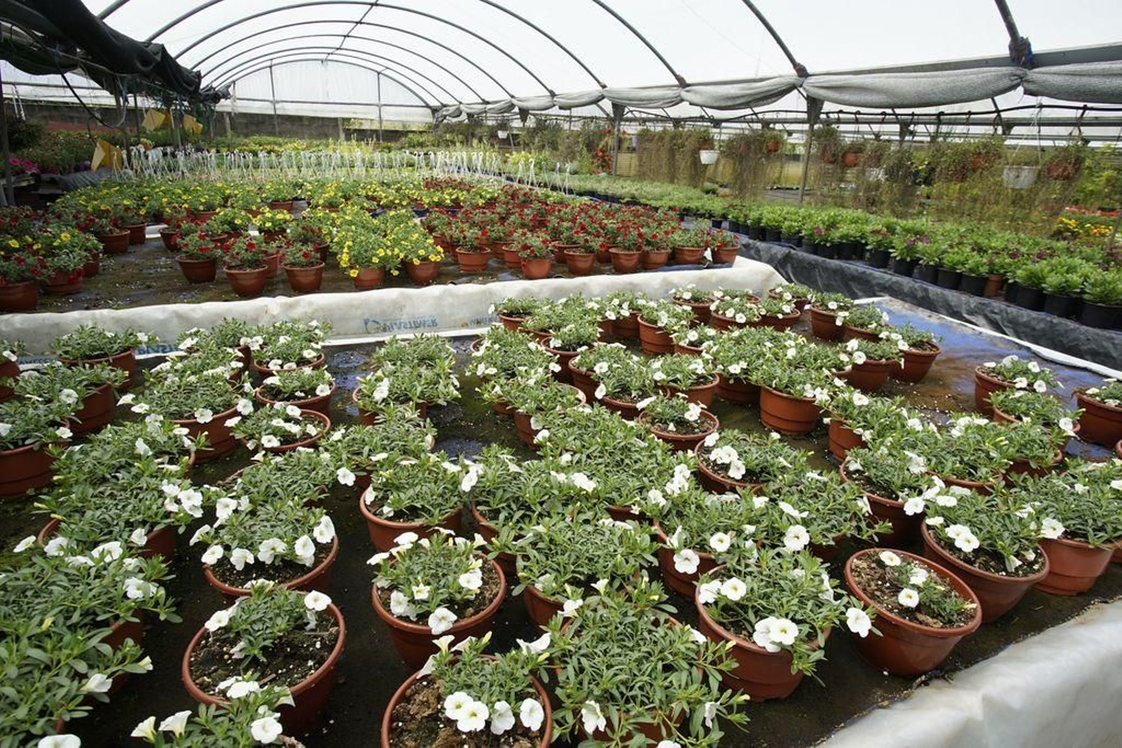 Viveros Samil cultiva su producción de temporada en invernaderos que completan con importaciones y nacional.