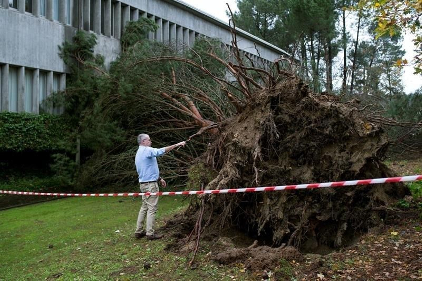 Un profesor de la Escuela de Arte Antonio Faílde de Ourense observa uno de los árboles caídos en el centro educativo por el paso de la borrasca 'Elsa'