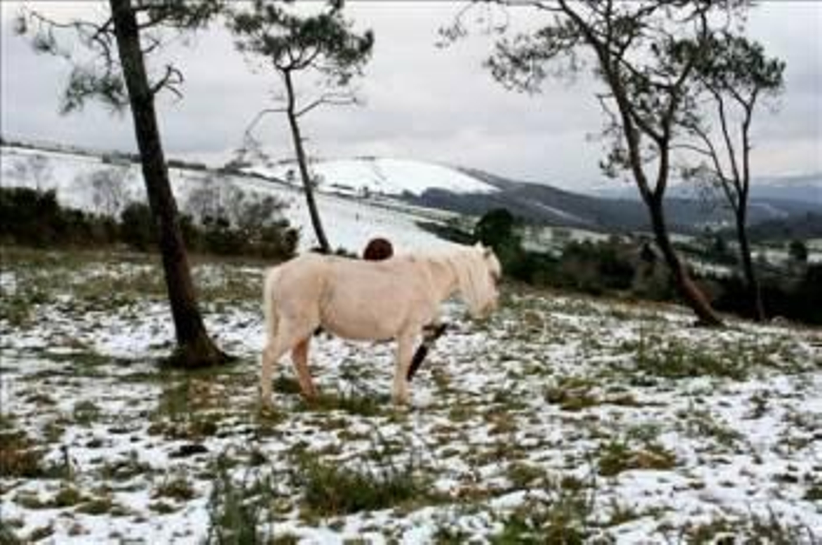 Un caballo atraviesa un paraje próximo al alto de Cruz da Cancela, en Lugo. (Foto: Eliseo Trigo)
