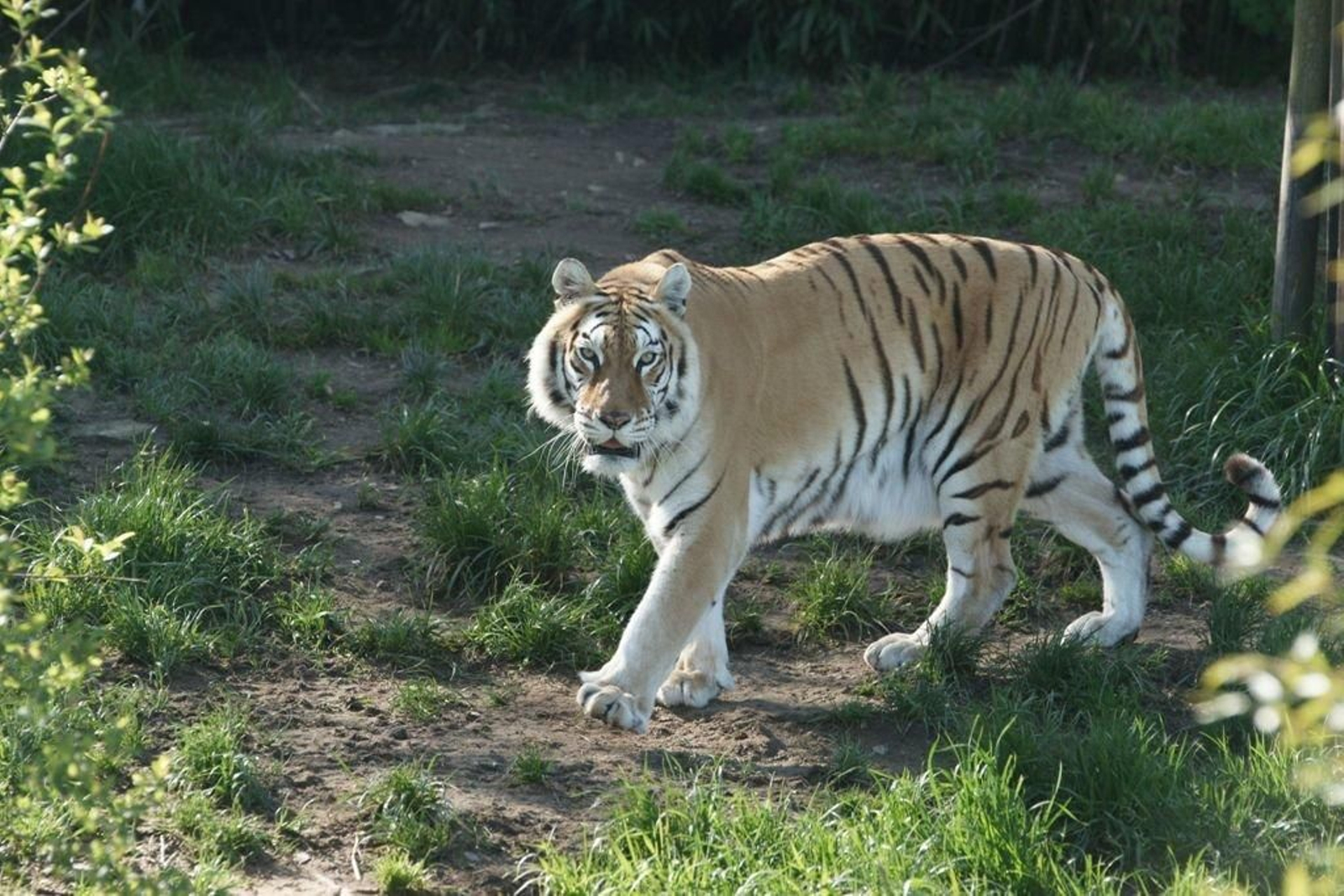 El único ejemplar de tigre que queda en A Madroa ha presentado un comportamiento triste y poco sociables desde la muerte de su compañera, por lo que en breve llegará otro ejemplar.