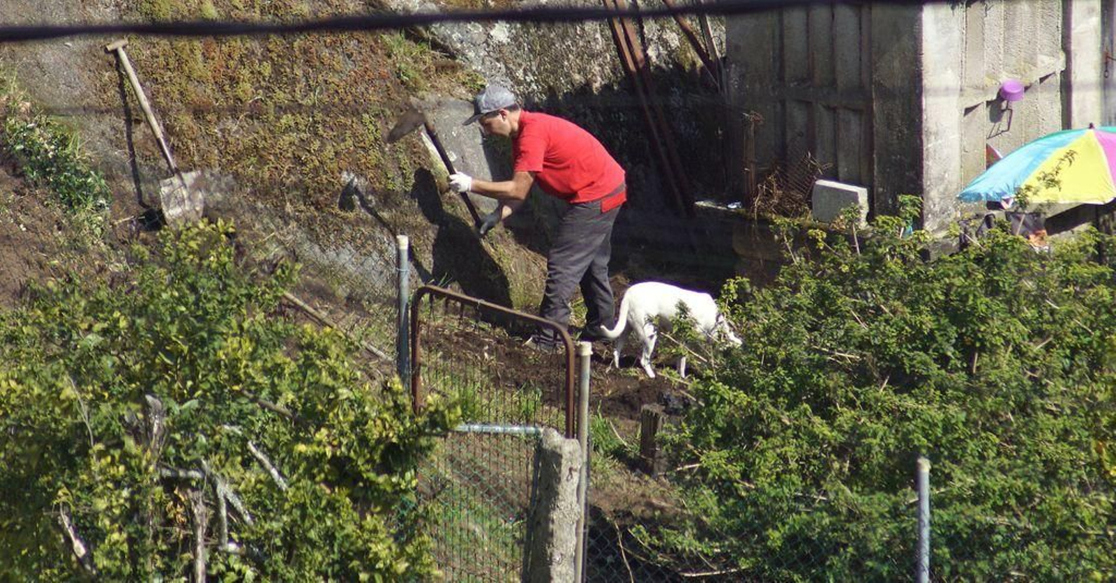 Un vecino de Fragoselo, cavando en su finca.