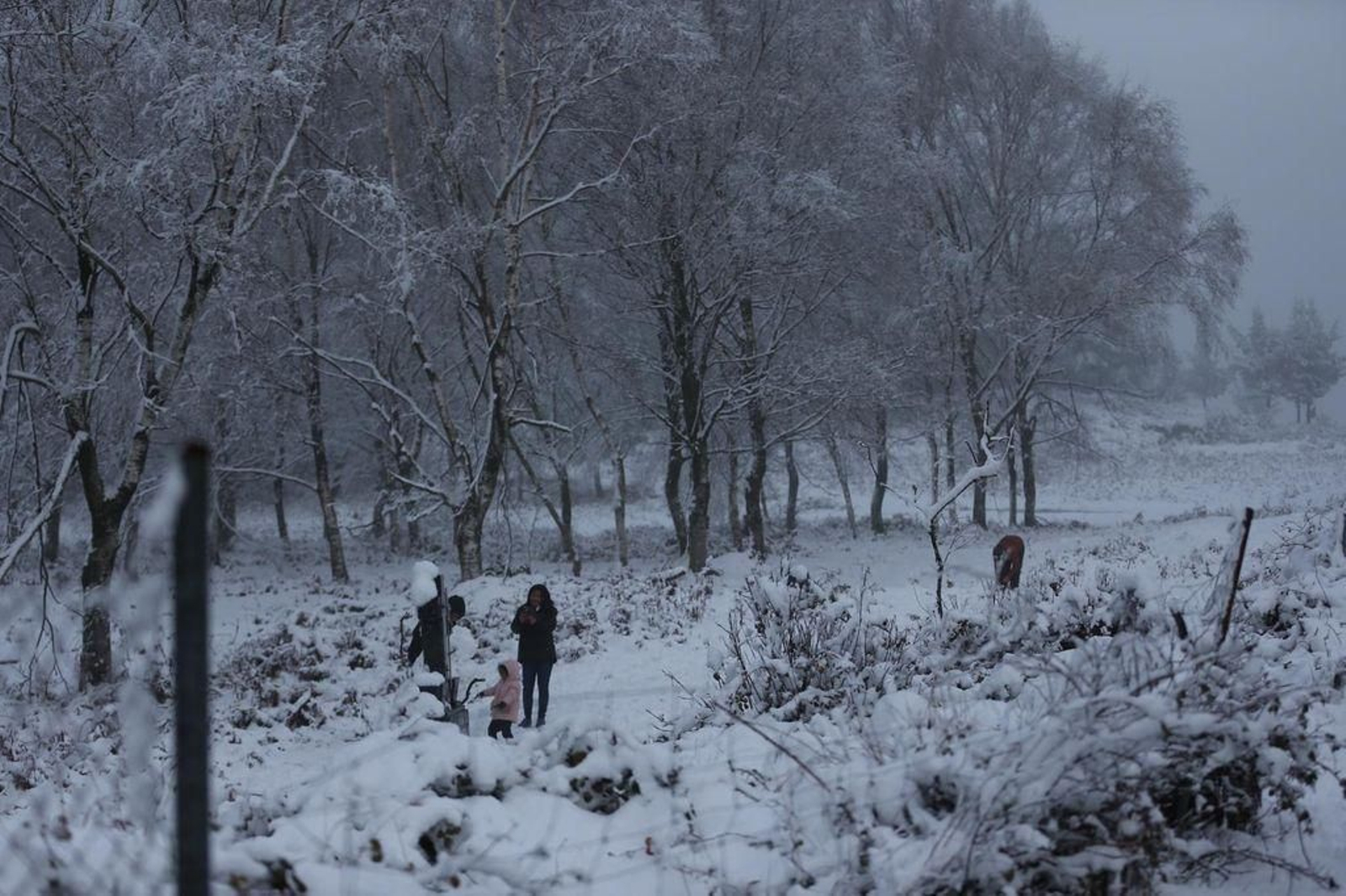 La nieve cubre el Alto de Fontefría // Alberte