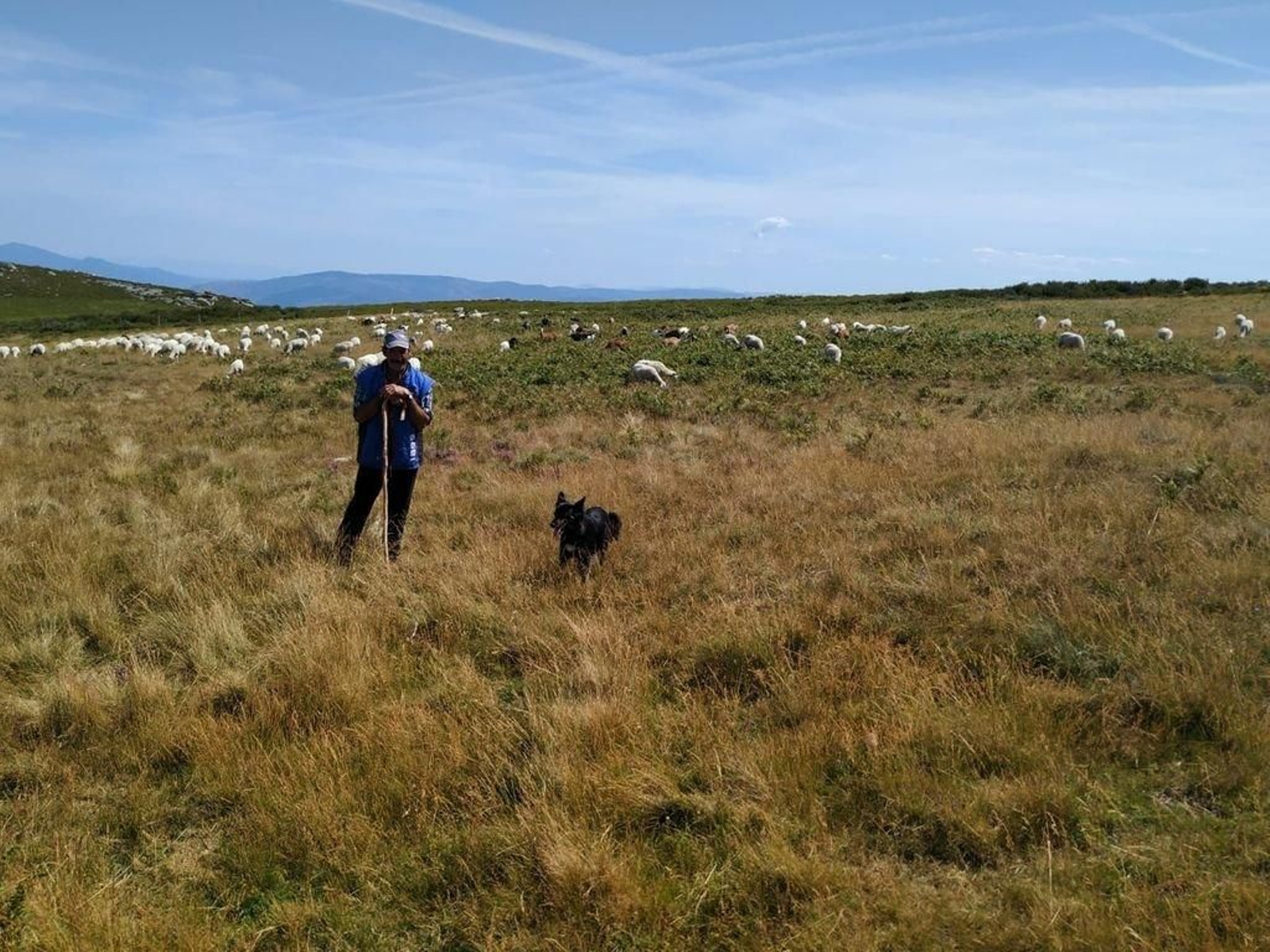 El pastor Francisco Rodríguez, con su rebaño de cabras y ovejas en la montaña ourensana de Manzaneda.