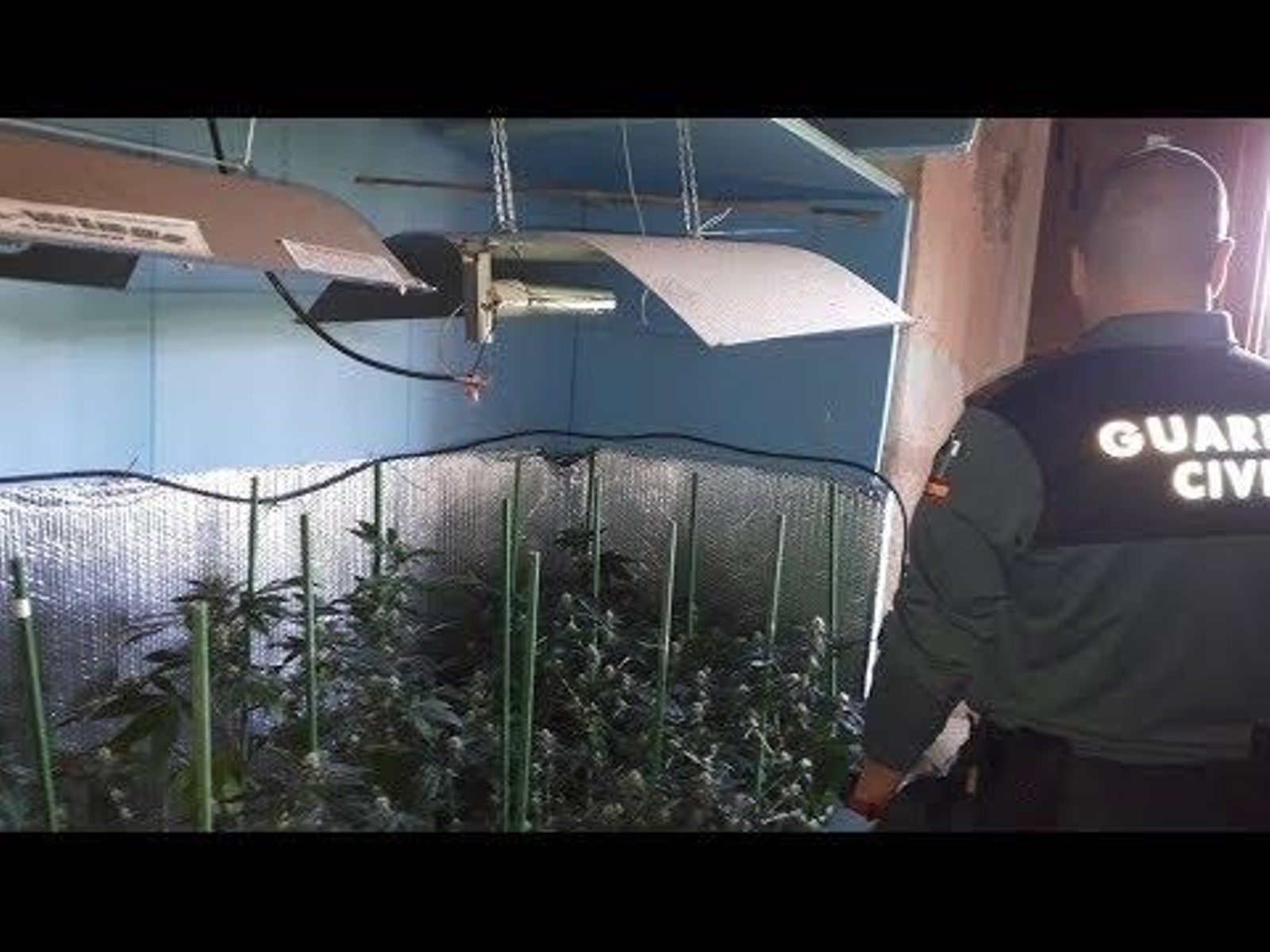Incautan medio centenar de plantas de marihuana en una plantación “indoor” en una casa en Ribadumia