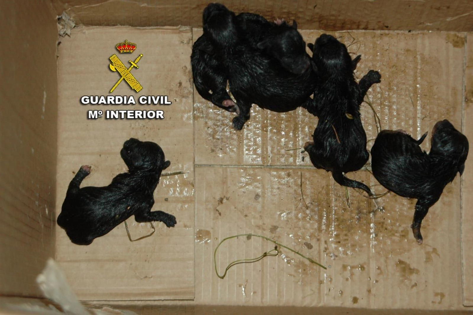 Tres de los cachorros murieron por falta de la atención de la madre, que se mantuvo todo el tiempo junto al recipiente hasta que los perritos fueron rescatados.