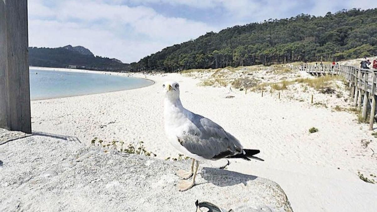 Gaviota en las Cíes.