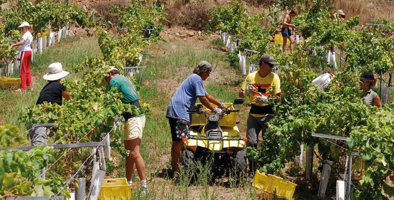 Las duras condiciones de trabajo han provocado la muerte de un emigrante que trabajaba en una viña.