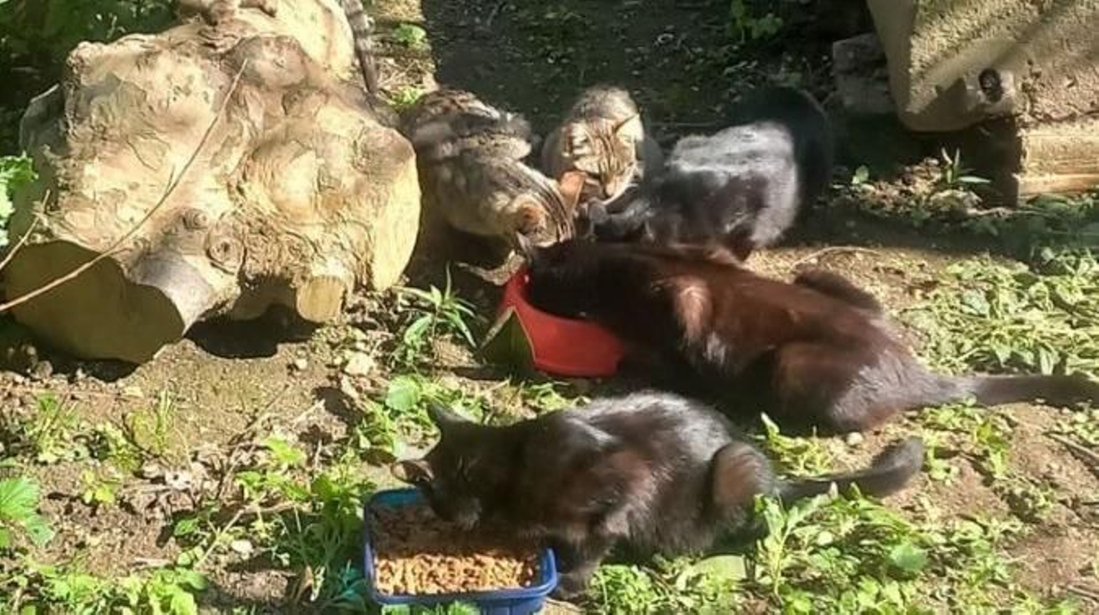 Gatos callejeros comiendo en un descampado de la ciudad.