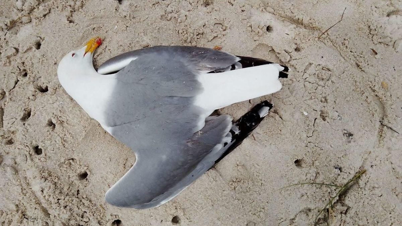 Una gaviota patiamarilla de las Islas Cíes enferma.