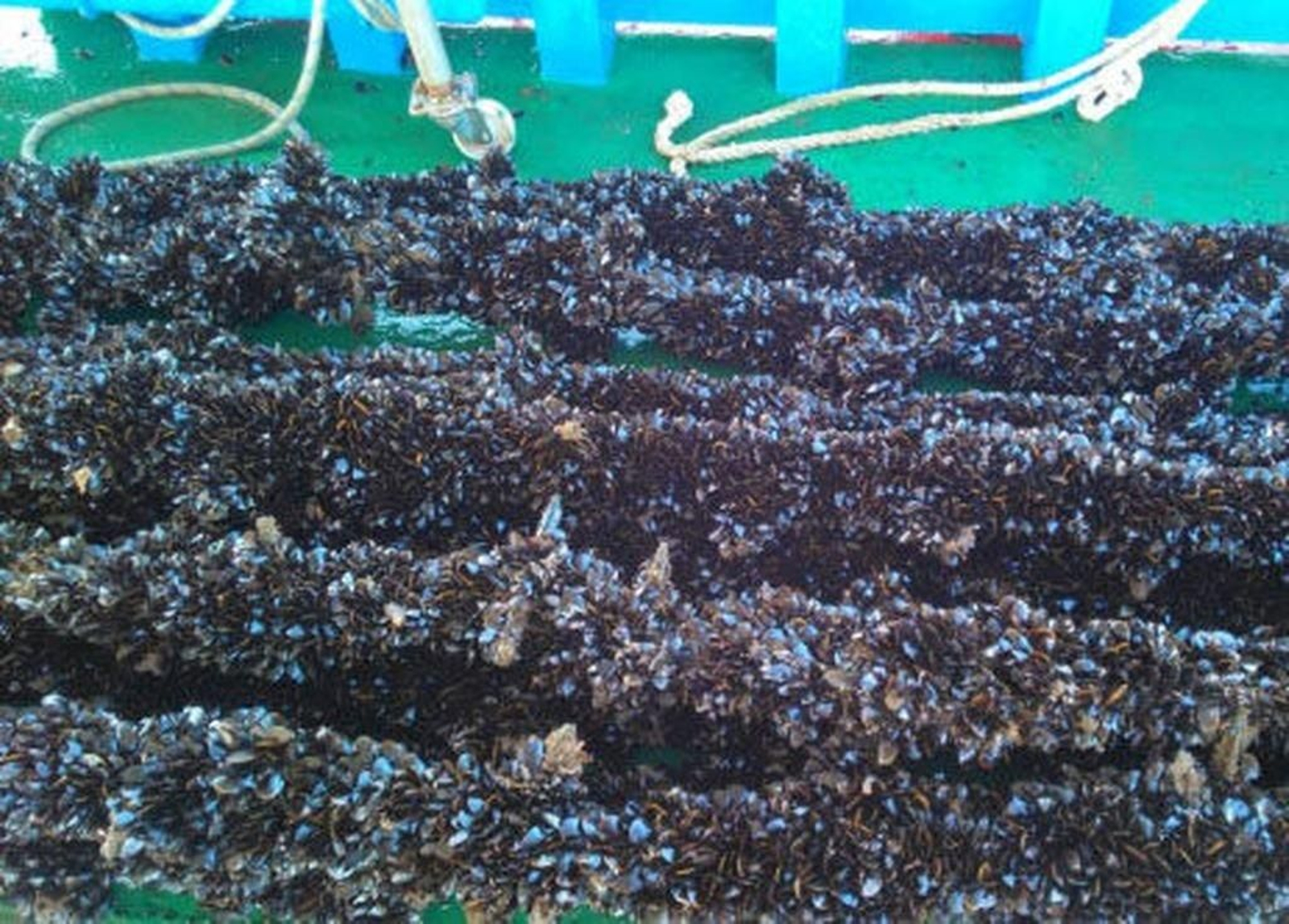 El mejillón se enfrenta a problemas por el cambio climático.