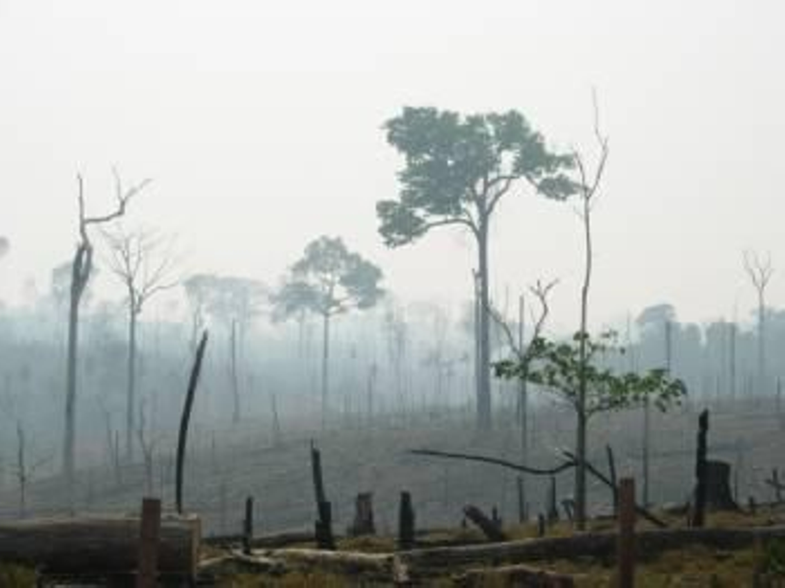 Consecuencias de un incendio provocado por el hombre en la amazonía brasileña. (Foto: ARCHIVO)