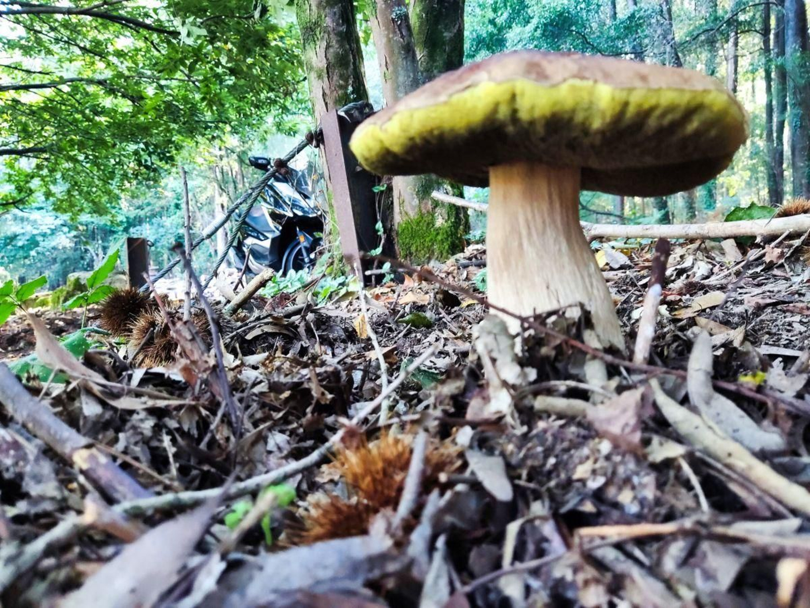 En los montes de Vigo ya se pueden apreciar numerosos ejemplares de setas estos días.