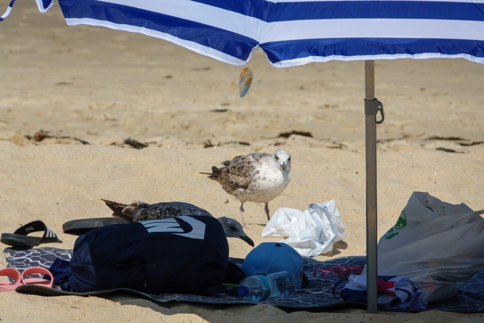 Una gaviota busca alimento en las pertenencias de unos bañistas en la playa de Samil. // Vicente Alonso