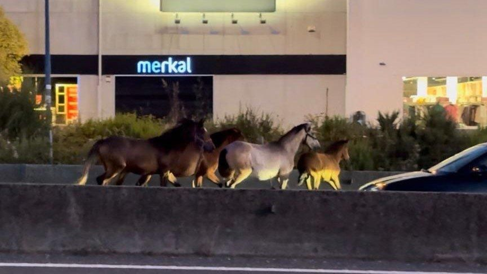 Los caballos trotando por la A-55 junto a los coches. // Alberte