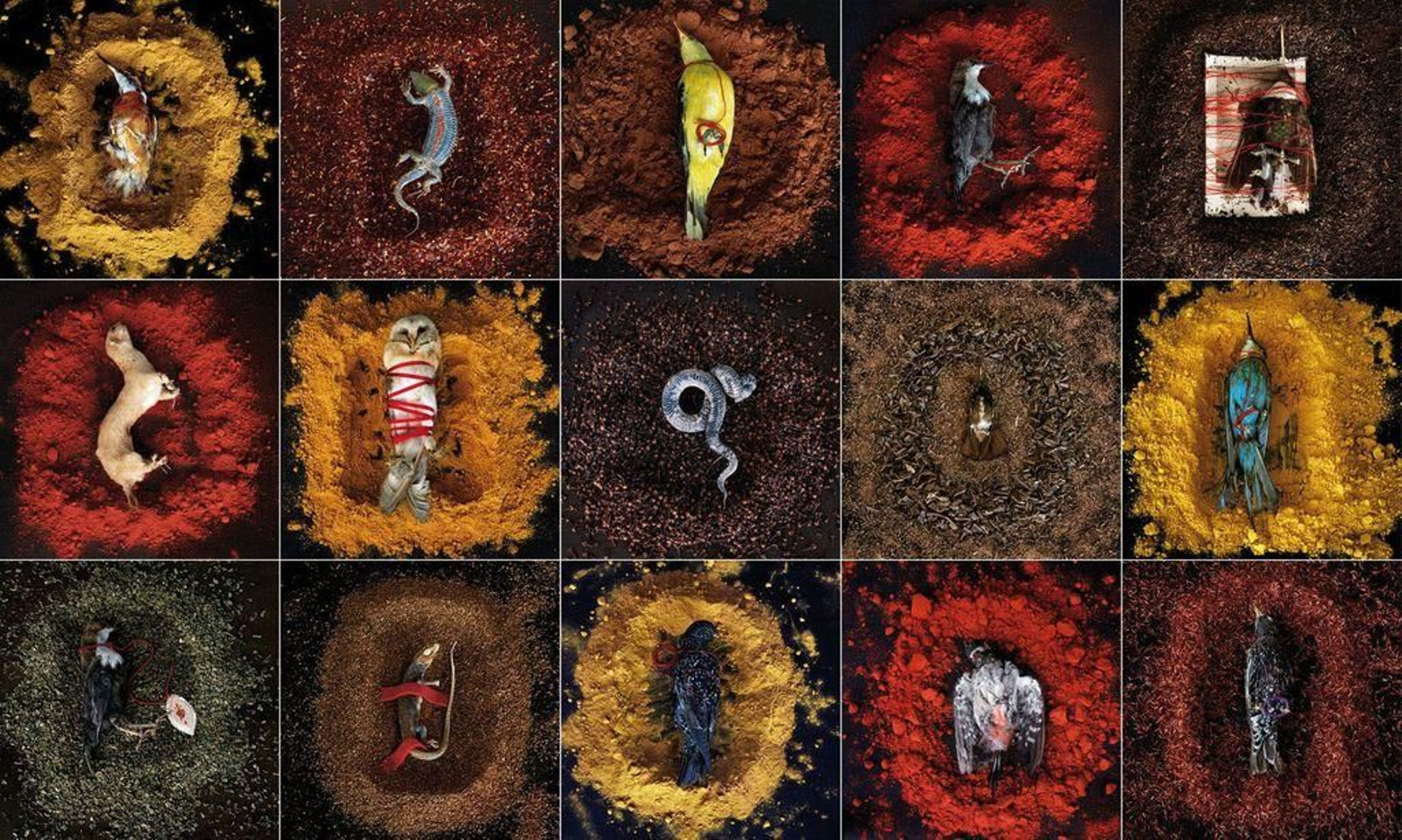 Tres de las más de cien instantáneas de “Seda de caballo”