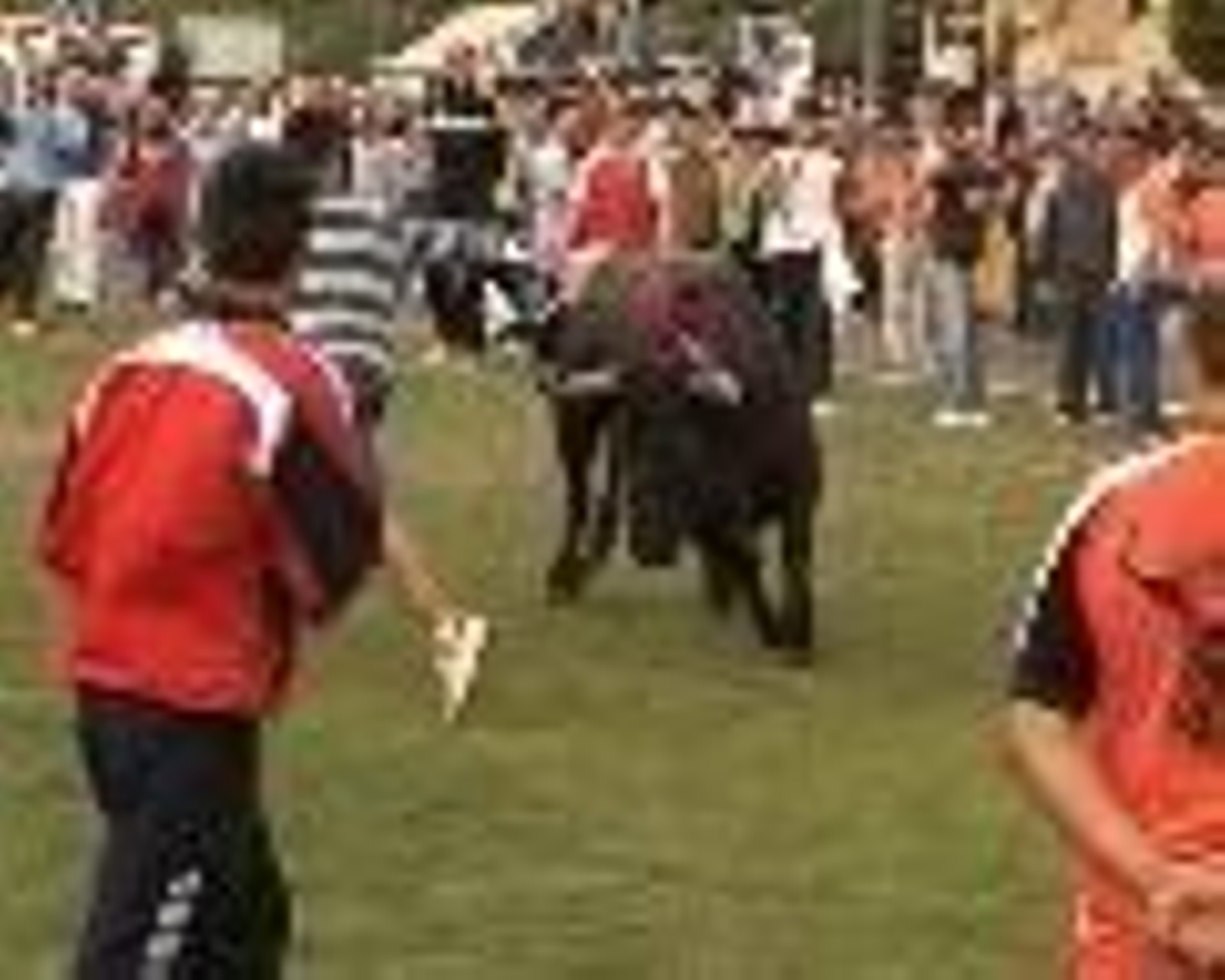 El encierro de Tordesillas, denunciado por Actyma.