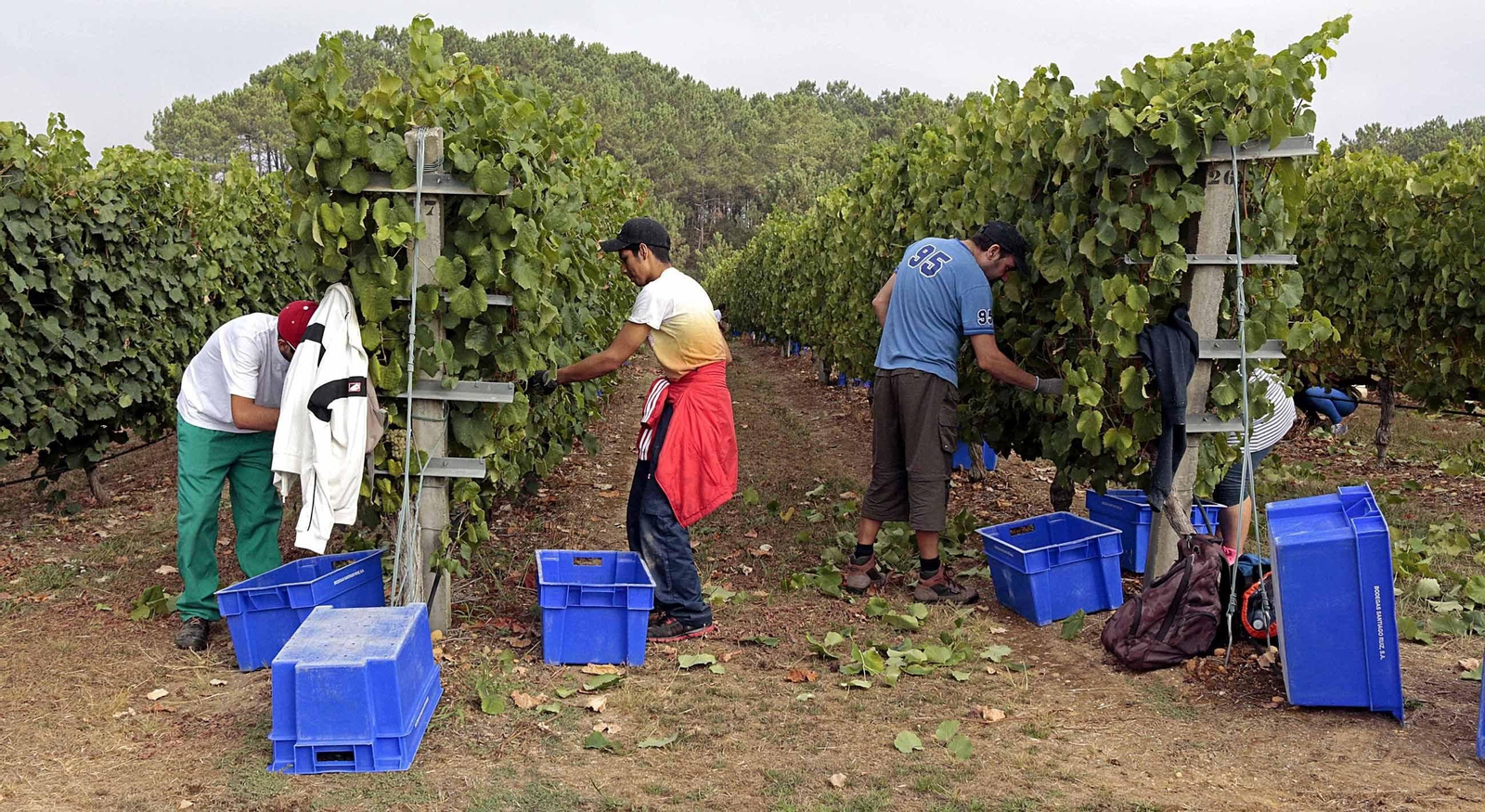 La cosecha de la uva será este año más abundante y de mayor calidad, tras certificar los servicios técnicos de Rías Baixas que las temperaturas fueron mejores.