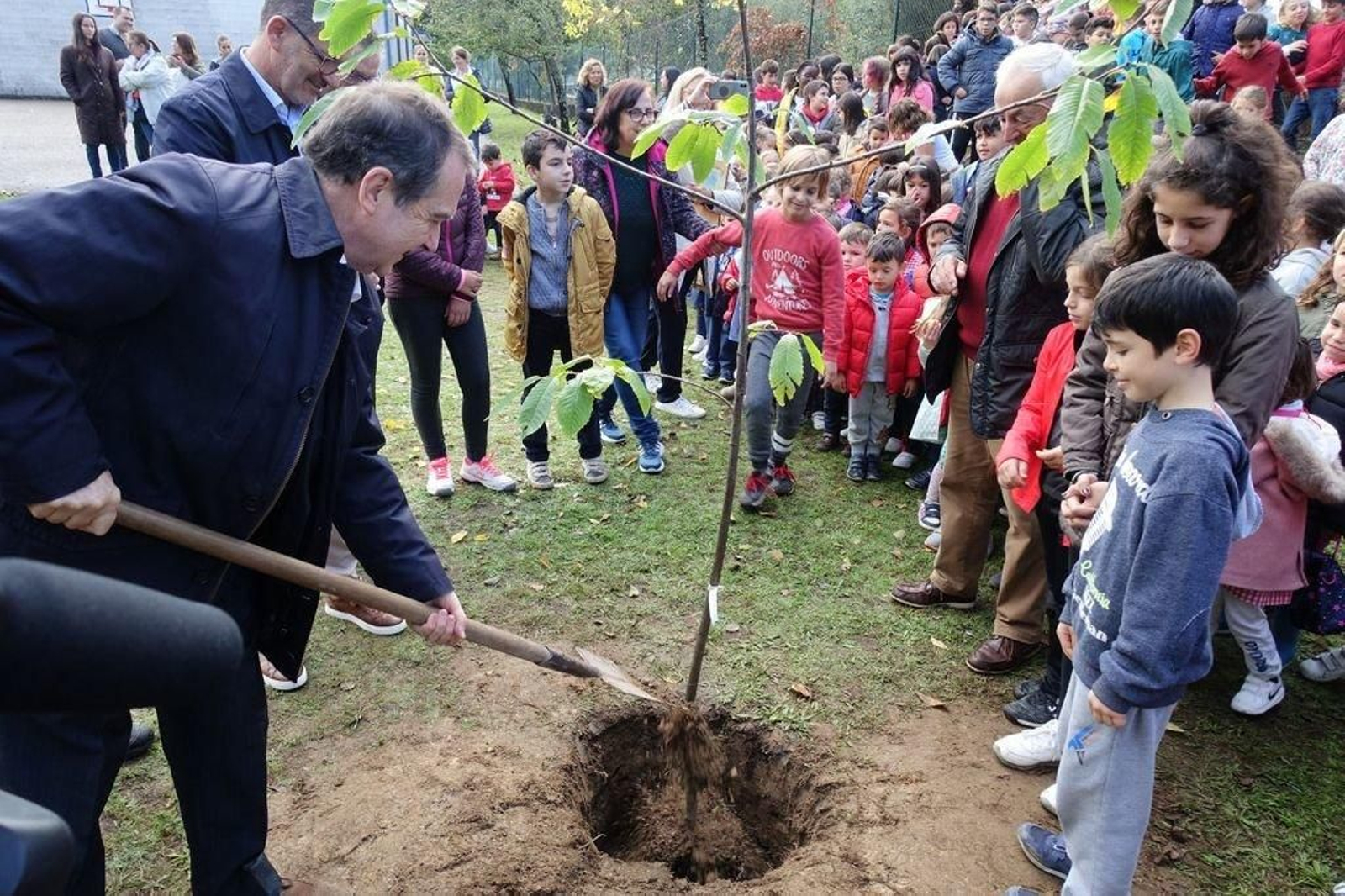 Caballero plantó un castaño en el colegio Sobreira.