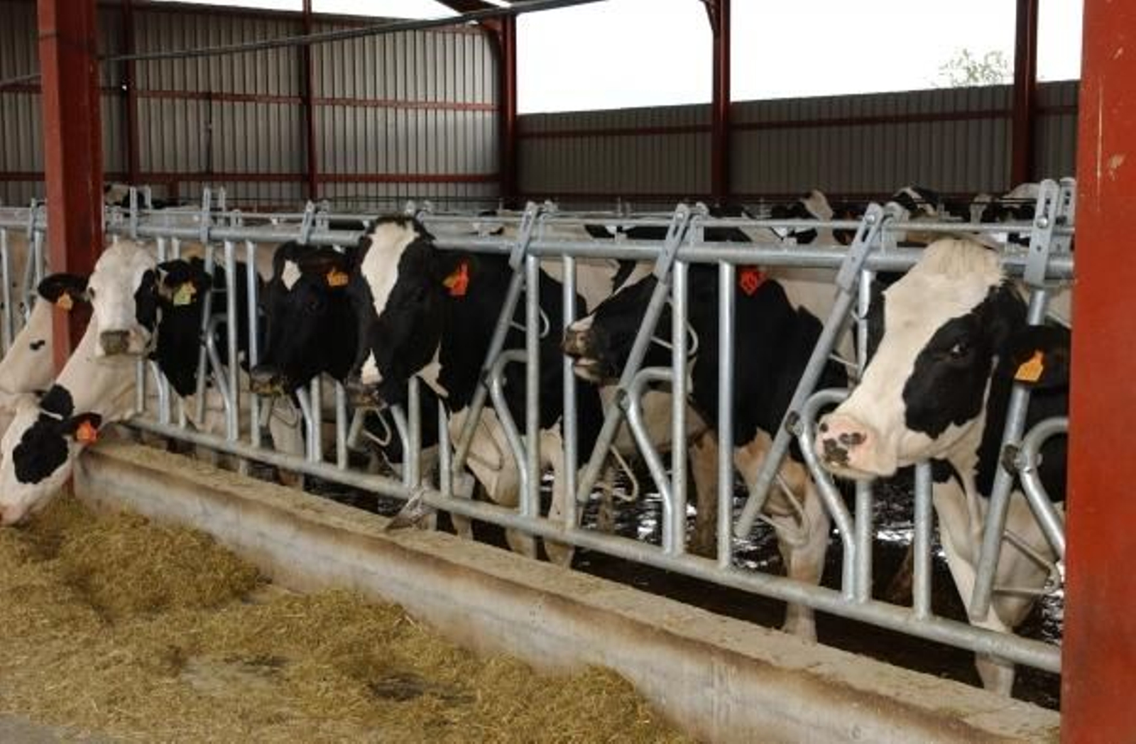 Vacas en una explotación ganadera