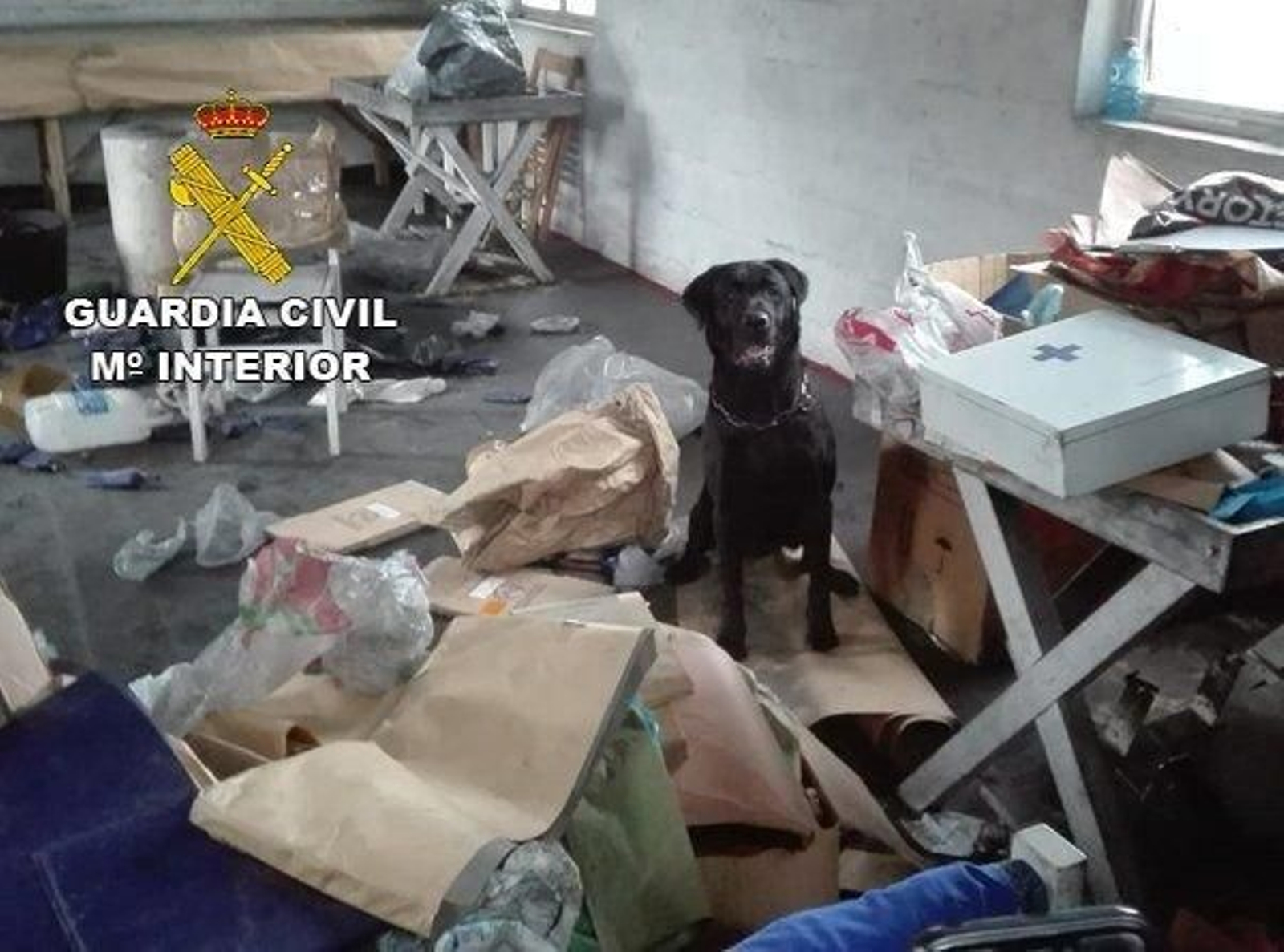 "Bany", uno de los perros que ayer encontró los restos de explosivos en la pirotecnia La Gallega.