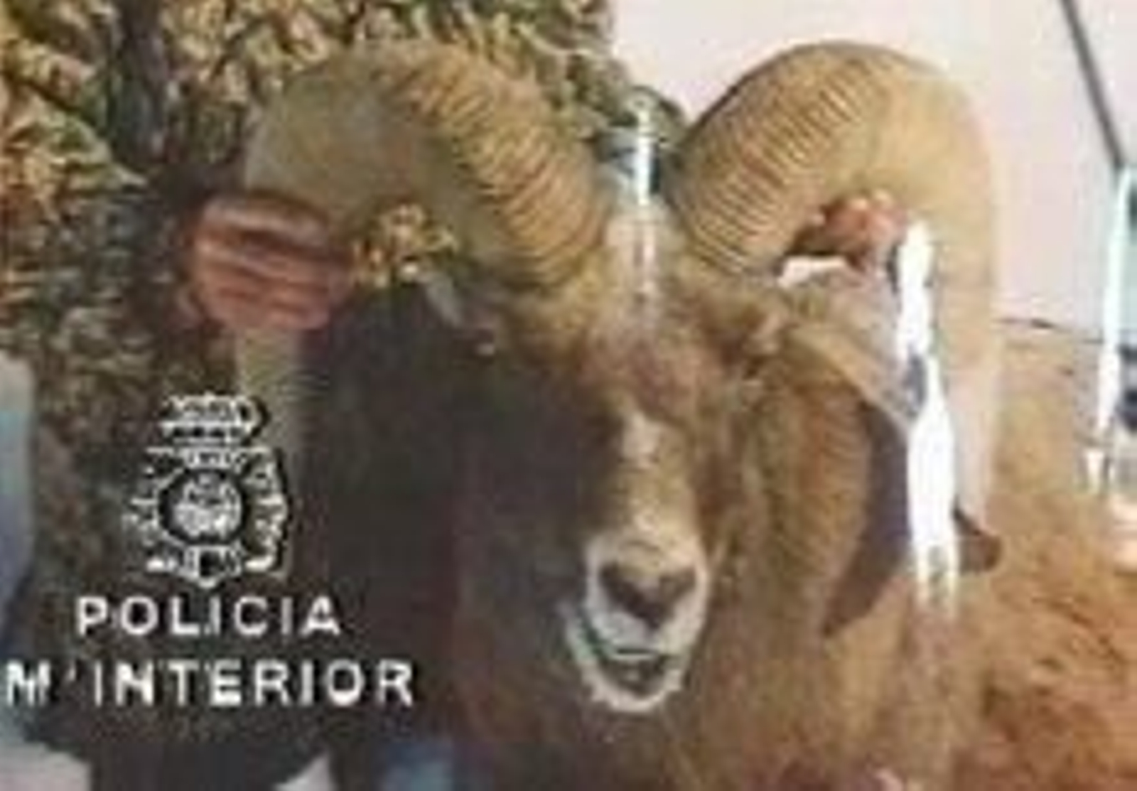 En la imagen, un muflón.