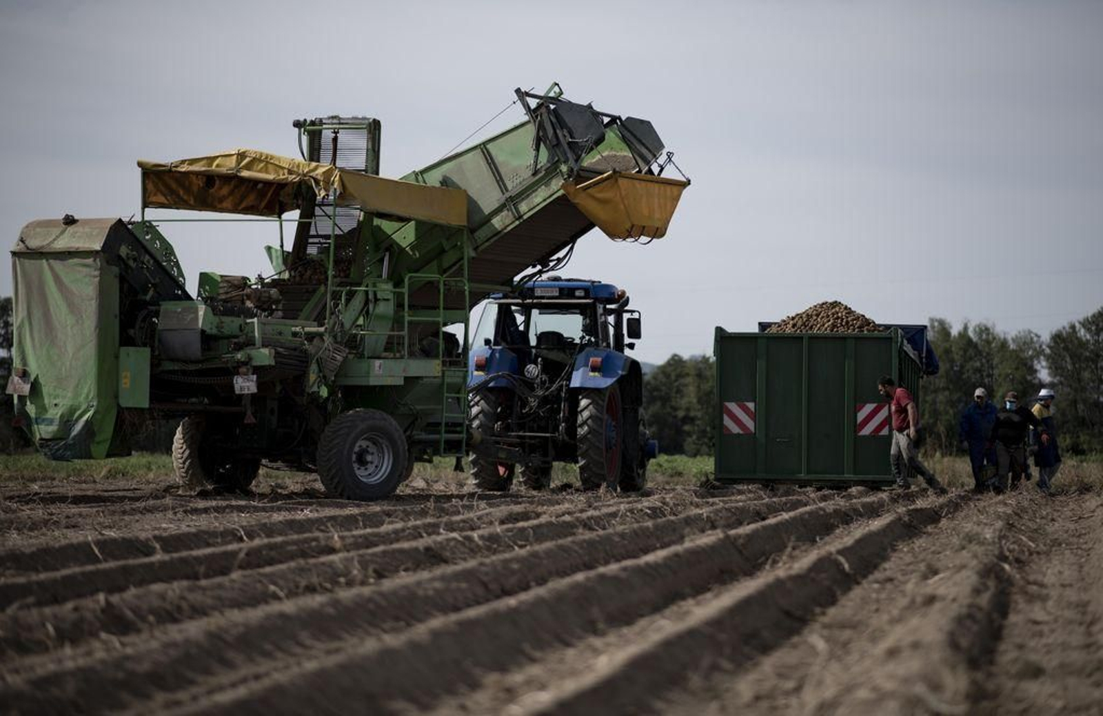 Un grupo de agricultores, con la maquinaria durante la campaña de recogida de patata.