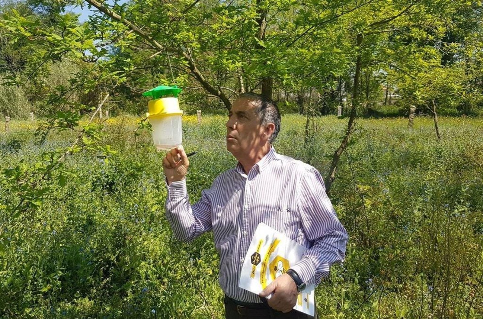 Las trampas en O Porriño atraparon 3.300 reinas de la avispa velutina.