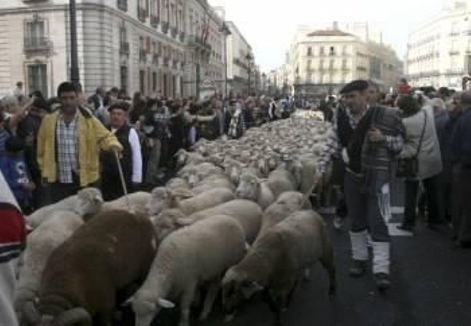 Las calles de Madrid se llenaron de pastores y ovejas. (Foto: Víctor Lerena)