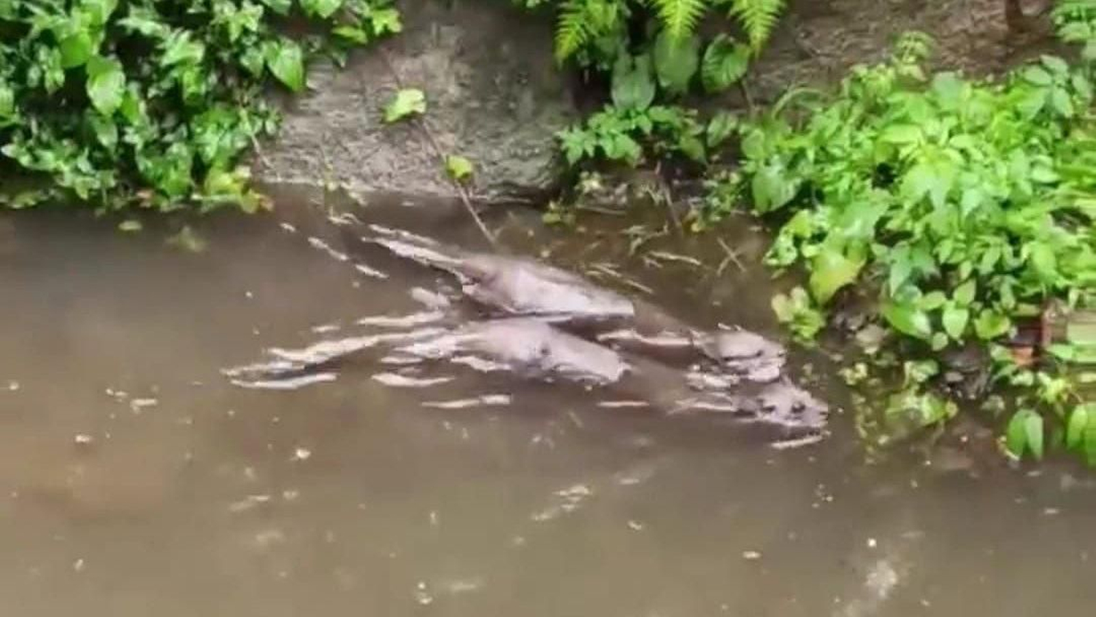 Captura del vídeo difundido en Facebook y grabado en el Lagares a su paso por Castrelos el fin de semana.