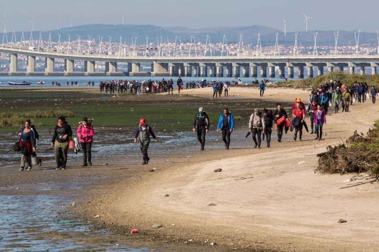 Todos los días cerca de 1.700 personas recogen almeja ilegalmente en el estuario del Tajo.
