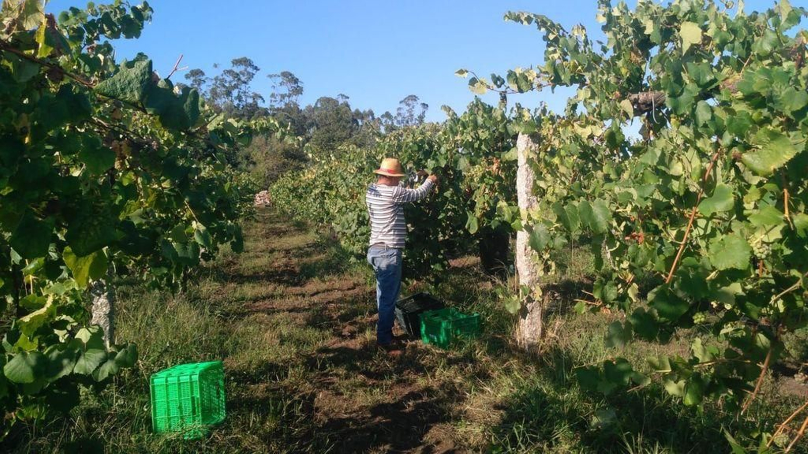 Las uvas que crecen a la sombra del castillo serán la base de los vinos de Quinta das Eiras.