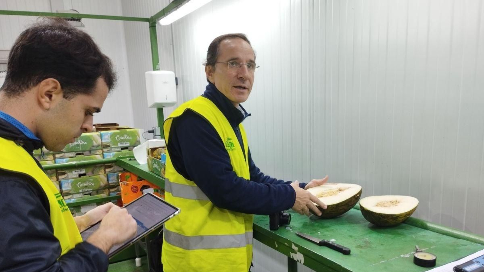 Operarios de las empresas importadoras, testando la fruta que llega a Vigo en el interior de la terminal frutera de Guixar.