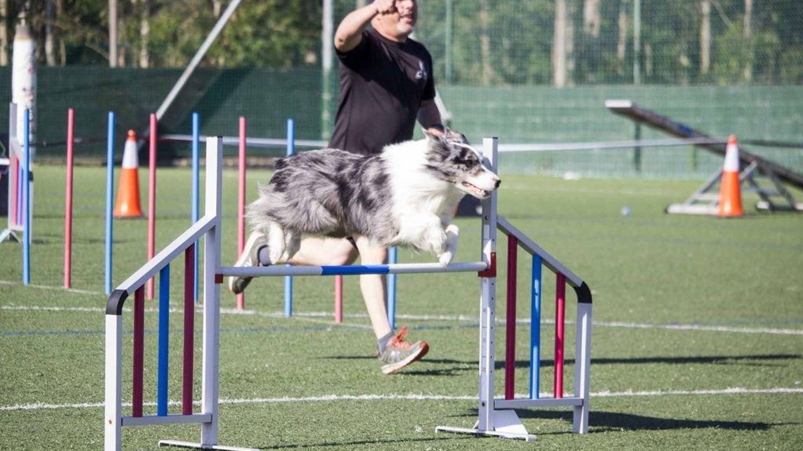 Valladares recibió a los mejores atletas de cuatro patas en el campeonato de Agility WeCan.