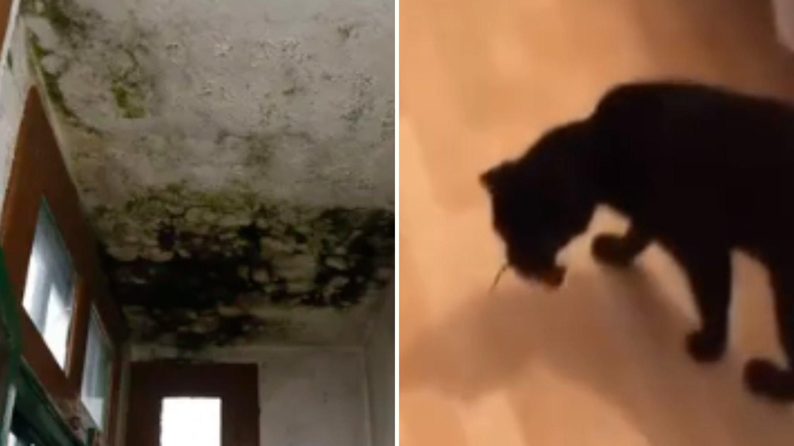 Humedades en el techo y el gato con un ratón en la boca. // @Salseo_usc