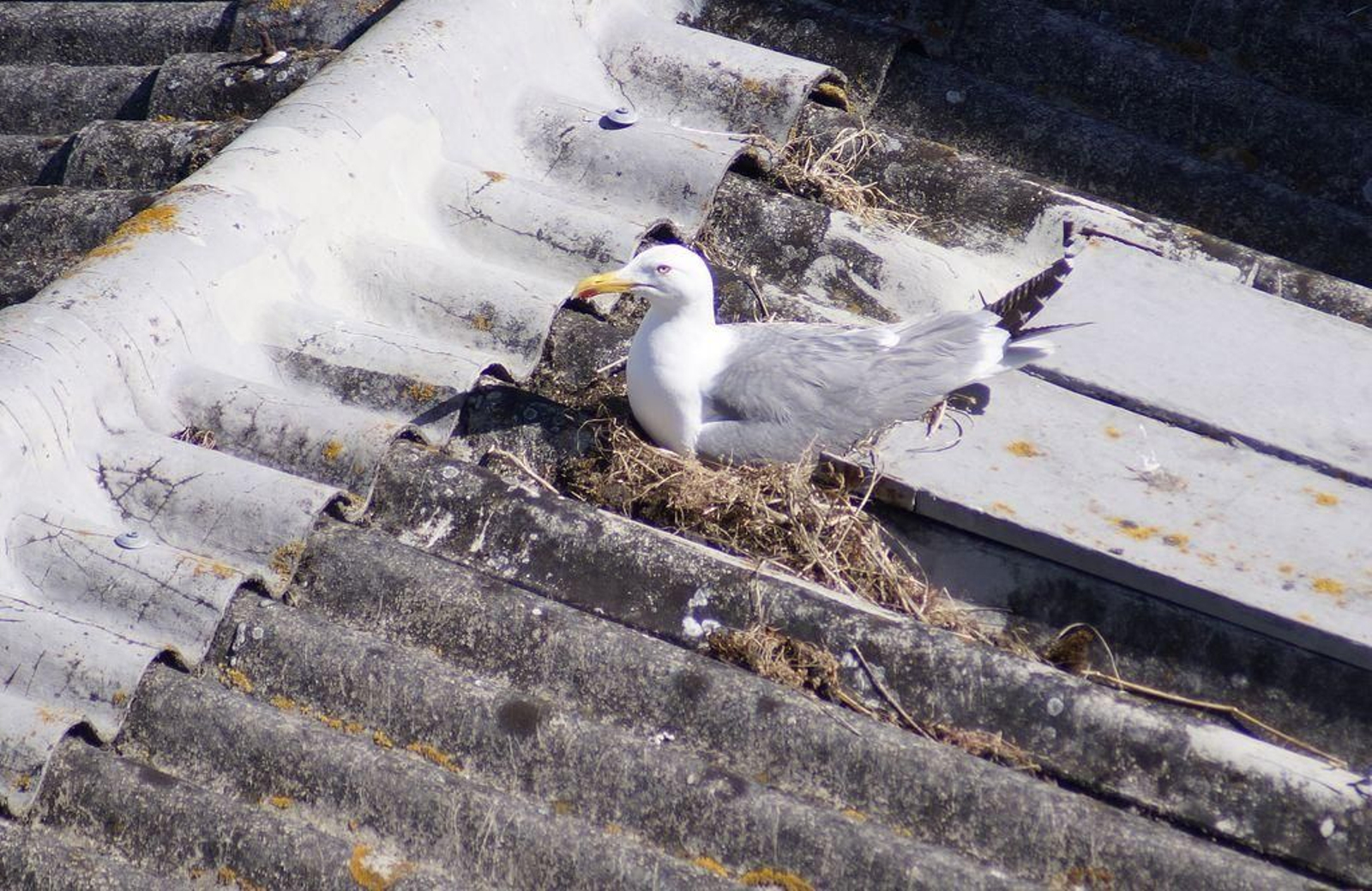 Una gaviota construye uno de sus nidos en un tejado de una casa en Vigo esta semana.