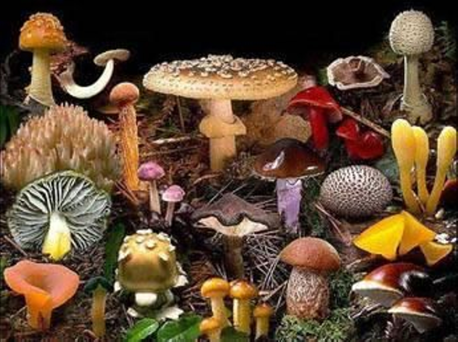 No se pueden consumir setas sin conocimiento.