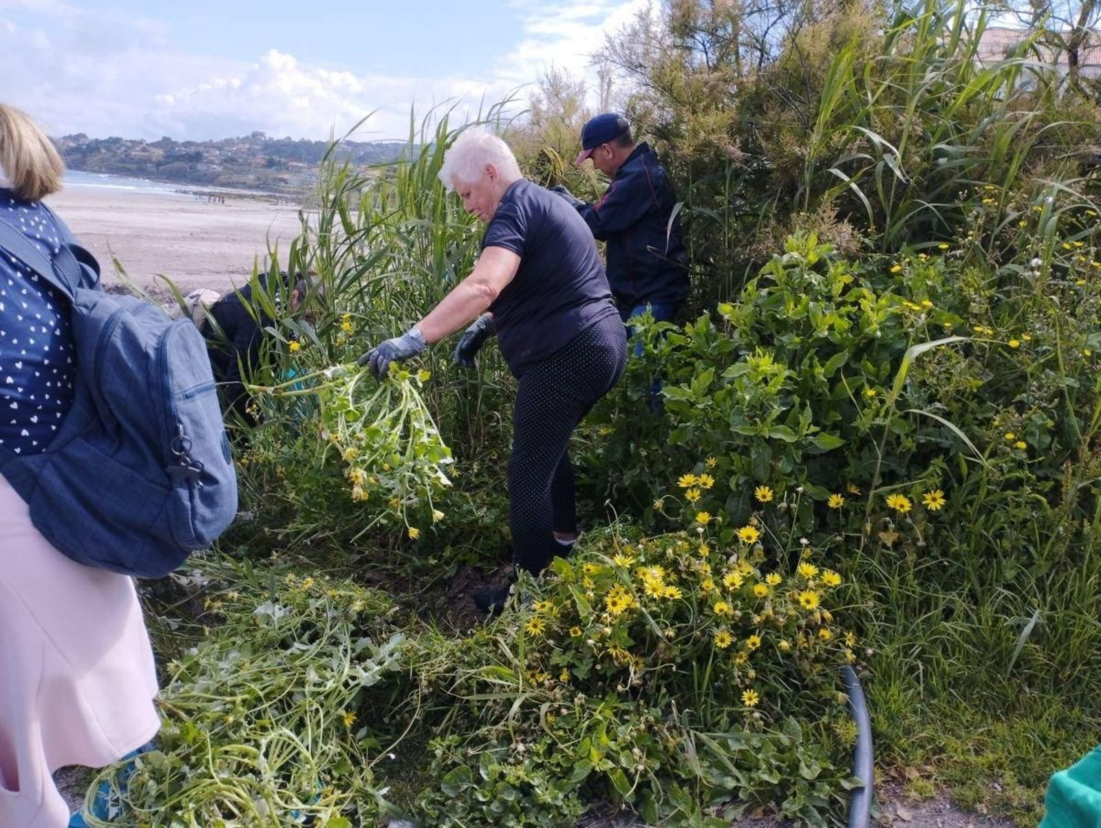 Voluntarios colaborando este pasado sábado en la erradicación de la margarita africana.