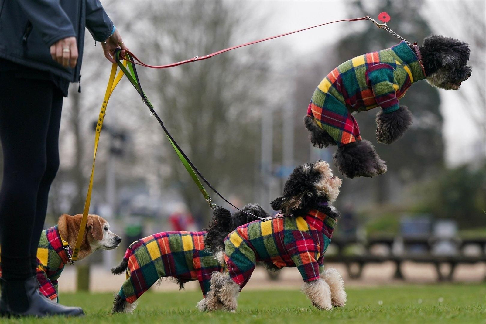 Imagen de archivo de perros. // EP