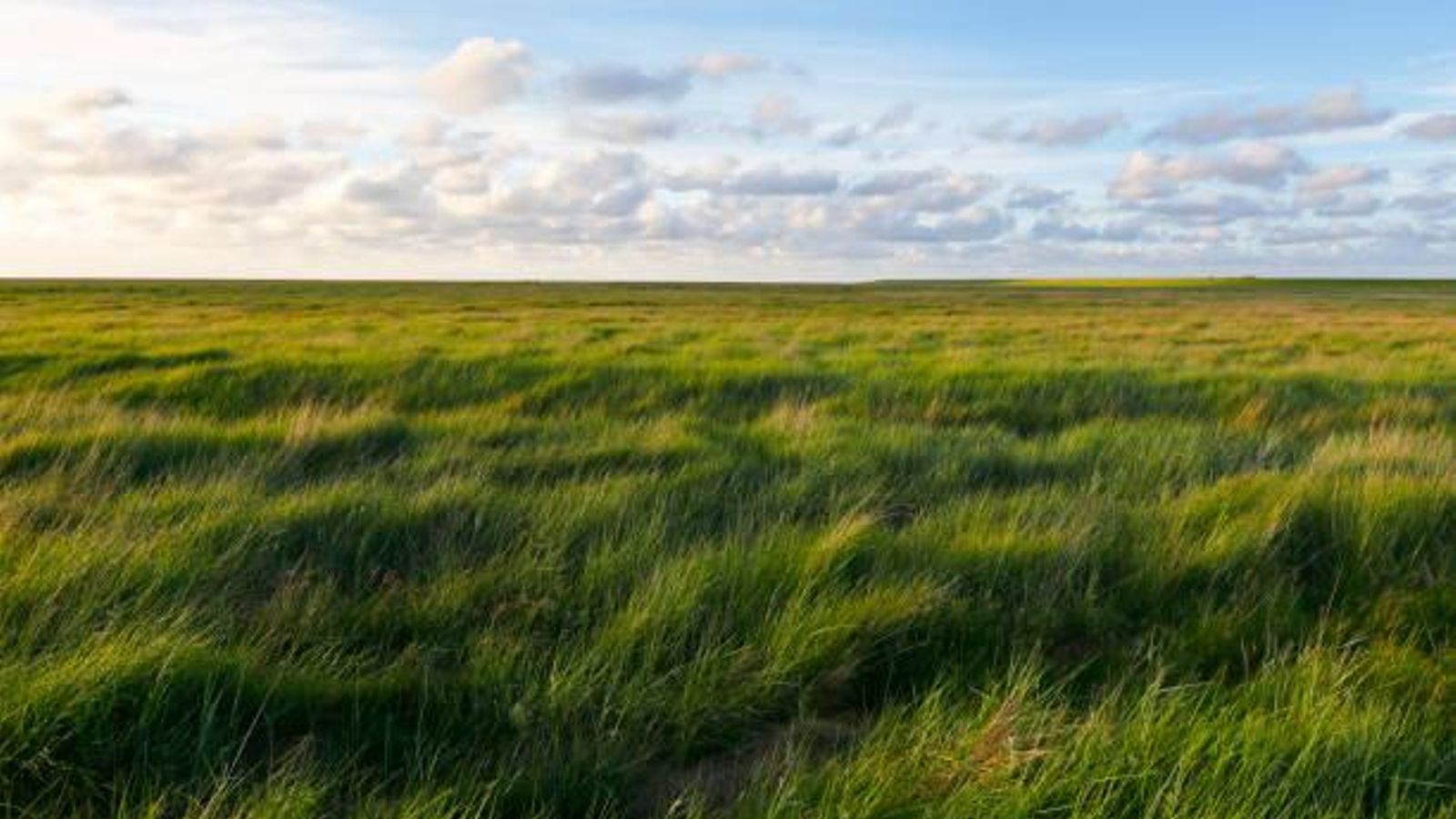 Meadow at Westerheversand at sunset.