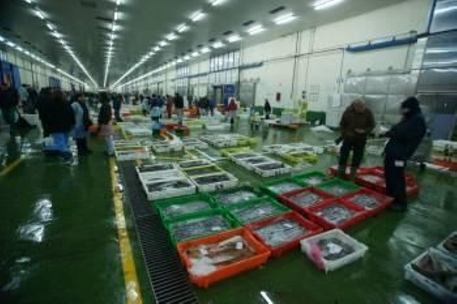 La toxina se contrae al consumir pescado y es una enfermedad tropical. En el recuadro, la microalga