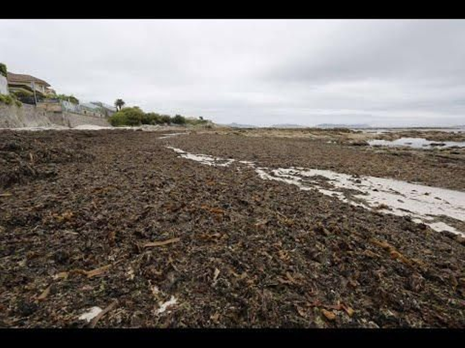 La gran cantidad de algas en Funchiños