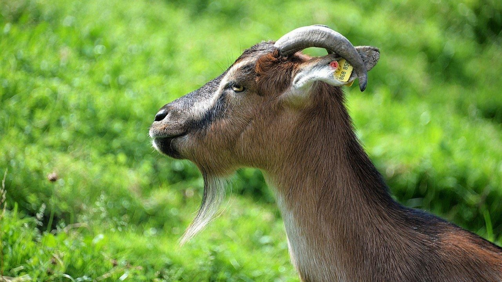 Imagen de una cabra. // Pixabay