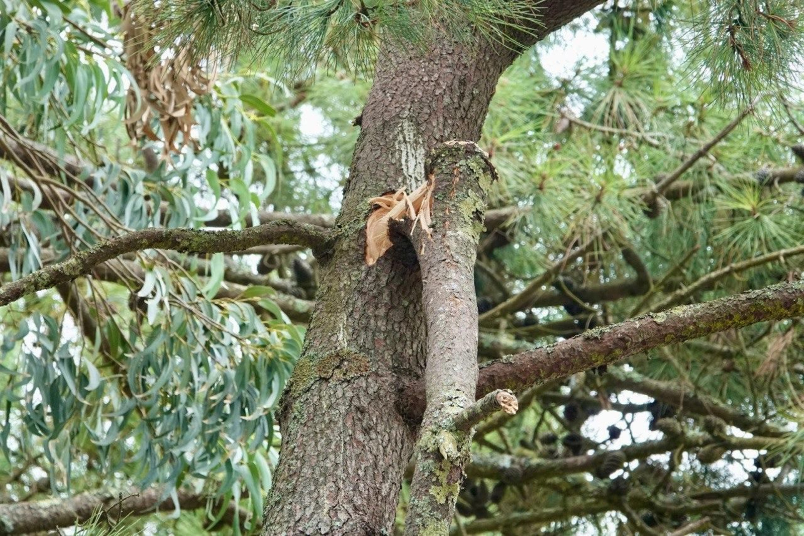 Una rama provoca un accidente en el camping de las Cíes. // Vicente Alonso