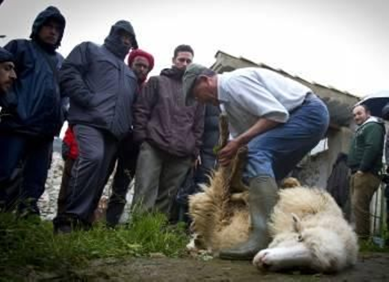 Varios alumnos asisten a una clase práctica de esquilado. (Foto: ROMÁN RÍOS)