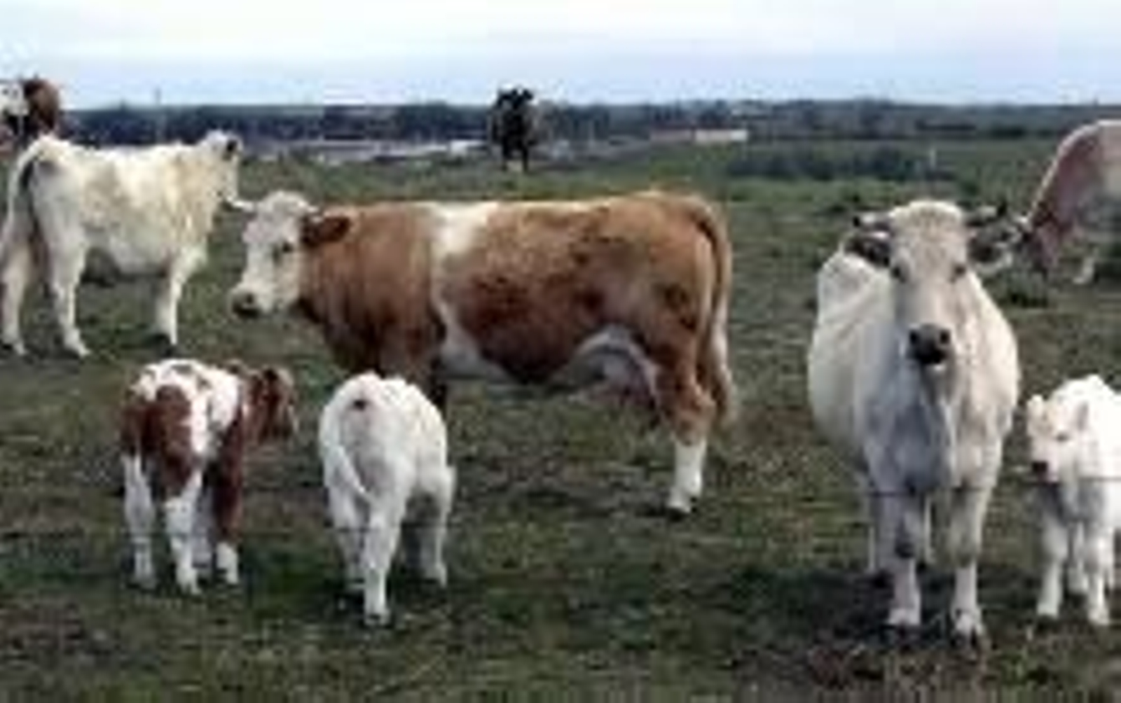 Varias vacas en una finca.