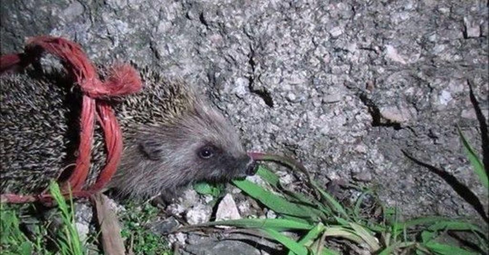 La vida secreta del erizo o los trabajos en la huerta son algunas de las temáticas de los videos.