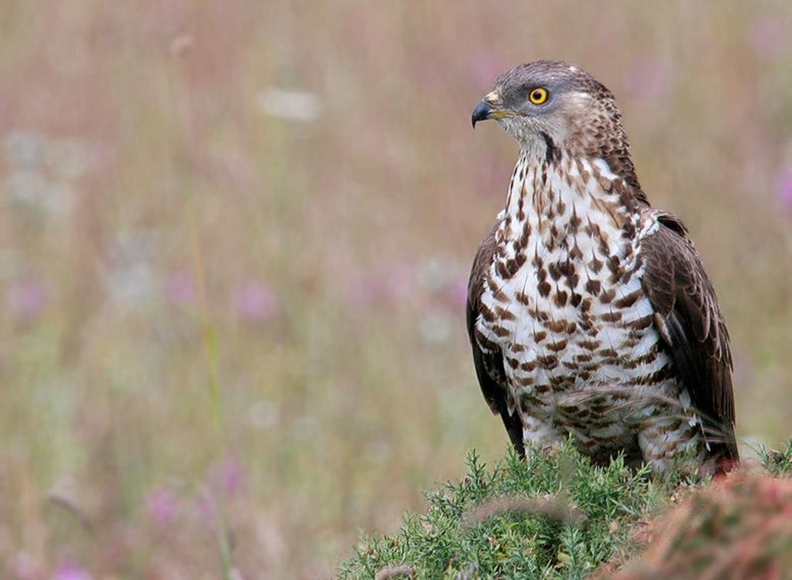 Un ejemplar de abejero europeo.