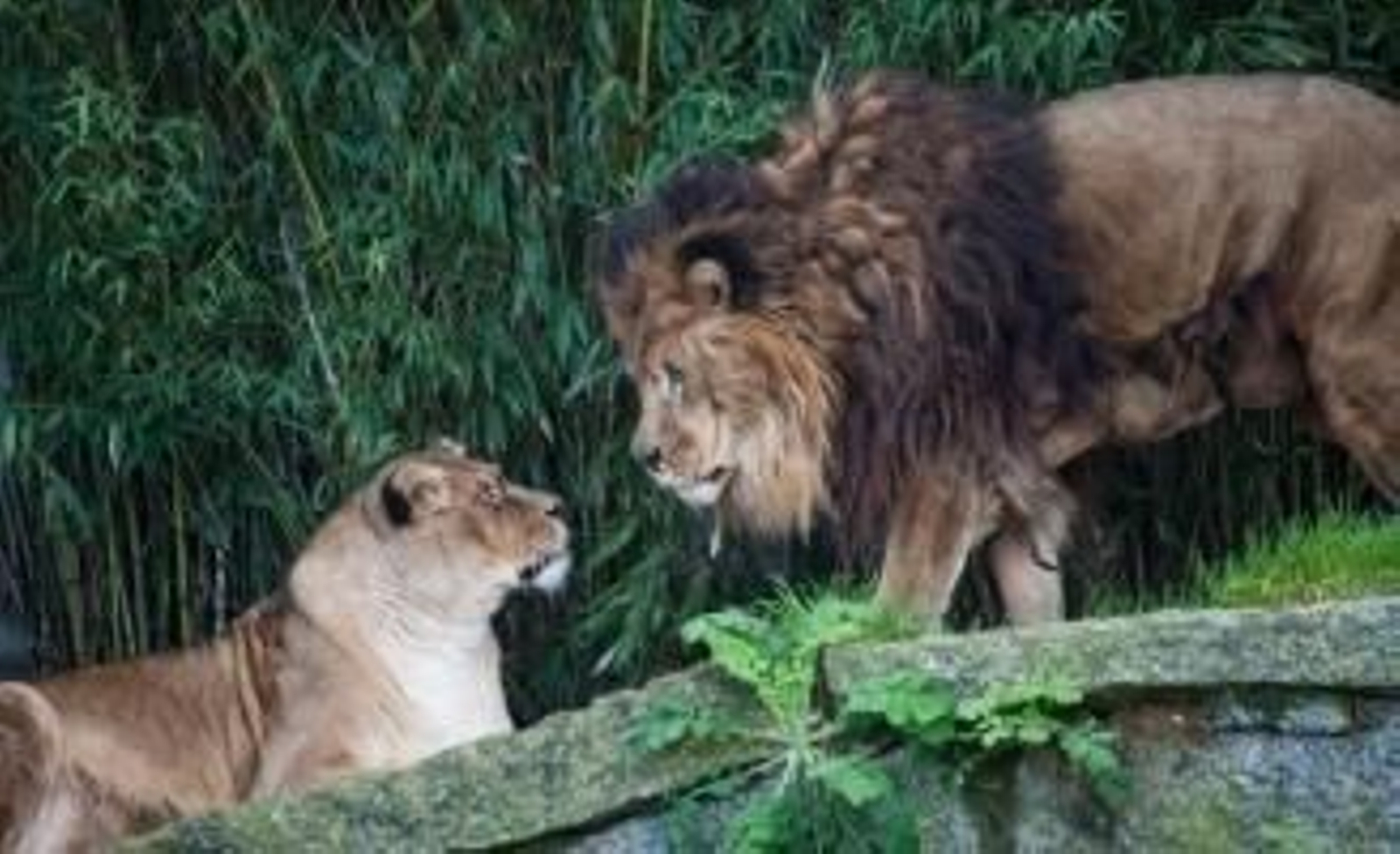 El león Alex, con su melena bicolor, junto a su hija Olivia, en Vigozoo.