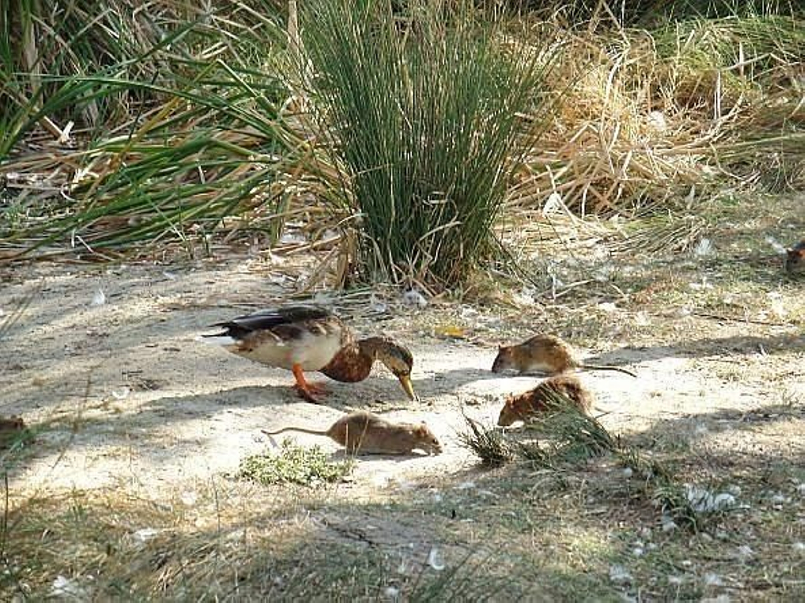 Varias ratas comparten un parque con un pato.