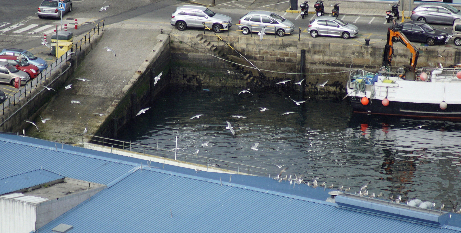Una bandada entera de gaviotas en el puerto pesquero, ya a partir de las doce de la mañana.
